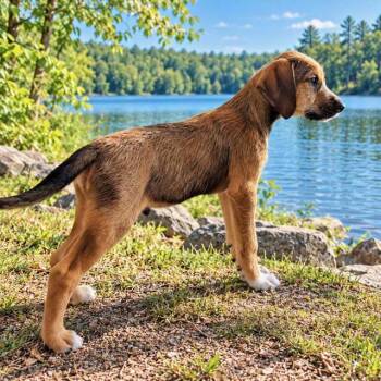 PUPPY PEANUTBUTTER -  Hound Dog for Adoption in Franklin, Tennessee - PUPPY PEANUTBUTTER | PetCurious