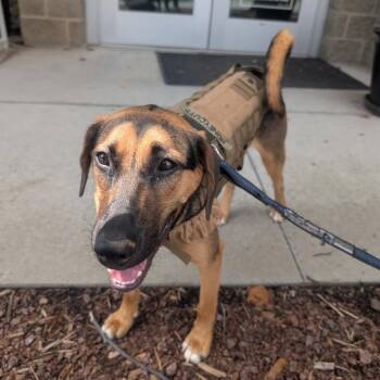 Elvis Pawsley -  Mixed Breed Dog for Adoption in Asheville, North Carolina - Elvis Pawsley | PetCurious