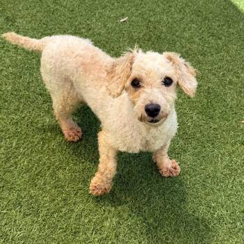 Mylie 5391 -  Poodle and None Dog Available for Adoption in Loxahatchee Groves, Florida - Mylie 5391 | PetCurious