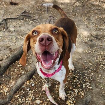 Ace Frehley -  Mixed Breed Dog for Adoption in Philadelphia, Pennsylvania - Ace Frehley | PetCurious