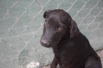 Brandy (Road Girl P4) -  Labrador Retriever Dog for Adoption in Pahrump, Nevada - Brandy (Road Girl P4) | PetCurious