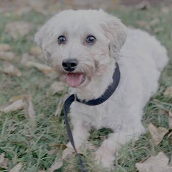 Jovie -  Havanese Dog for Adoption in Cincinnati, Ohio - Jovie | PetCurious