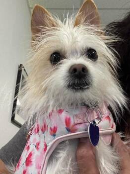 Dolly the Tiny Terrier -  Terrier Dog for Adoption in Lake Forest, California - Dolly The Tiny Terrier | PetCurious
