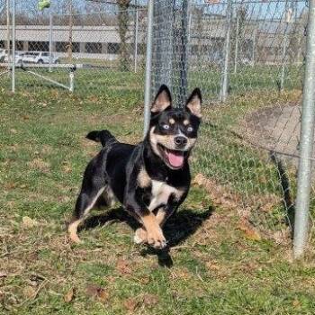 Rescue Husky Dogs for Adoption in Xenia, Ohio - Petra (Coming Soon...) | PetCurious