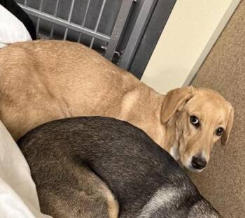 Belle -  Hound and Mixed Breed Dog for Adoption in East Brookfield, Massachusetts - Belle | PetCurious