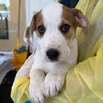 DeBakey -  Catahoula Leopard Dog and Mixed Breed Dog for Adoption in Nashville, Tennessee - DeBakey | PetCurious