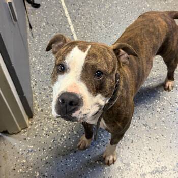 Rocco -  Pit Bull Terrier and Mixed Breed Dog for Adoption in Tuscaloosa, Alabama - Rocco | PetCurious