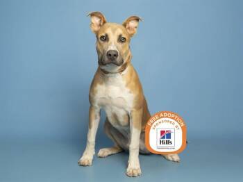 OTTER -  Pit Bull Terrier and Mixed Breed Dog for Adoption in Phoenix, Arizona - OTTER | PetCurious