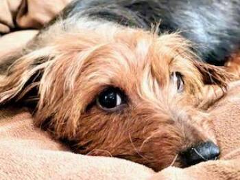 Rescue Yorkshire Terrier and Dachshund Dogs for Adoption in Ladson, South Carolina - Dawn | PetCurious