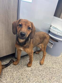 Ziva -  Coonhound and German Shepherd Dog Dog for Adoption in Van Wert, Ohio - Ziva | PetCurious