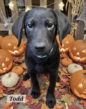 Todd -  Labrador Retriever Dog for Adoption in Manchester, Connecticut - Todd | PetCurious