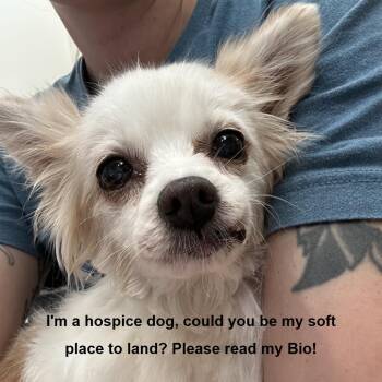 Honey -  Papillon Dog for Adoption in Bedford, New Hampshire - Honey | PetCurious