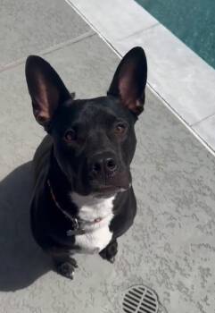 Pit Bull Terrier and Labrador Retriever Dogs Available for Adoption in Pflugerville, Texas - Shadow  | PetCurious