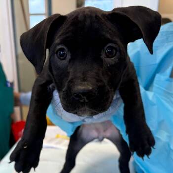 Shirley Temple -  Pit Bull Terrier Dog Available for Adoption in Nashville, Tennessee - Shirley Temple | PetCurious