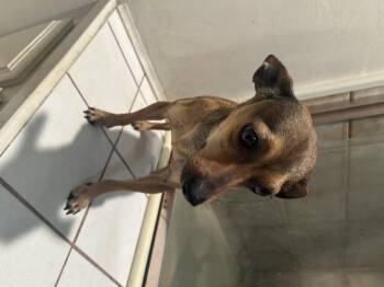 Chihuahua Dogs Available for Adoption - SOFIA | PetCurious