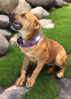 Pioneer -  Labrador Retriever Dog for Adoption in Kingman, Arizona - Pioneer | PetCurious