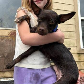 Chihuahua and Terrier Dogs Available for Adoption - Coleman *Arriving 5/16* D11141 | PetCurious