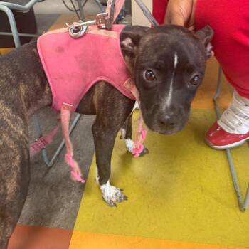 Macey -  Mixed Breed and Pit Bull Terrier Dog for Adoption in Philadelphia, Pennsylvania - Macey | PetCurious