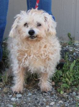 Jenny -  Maltese and Mixed Breed Dog for Adoption in Vacaville, California - Jenny | PetCurious