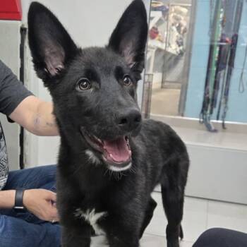 Rescue Shepherd and Black Labrador Retriever Dogs for Adoption in Long Beach, California - Bo | PetCurious
