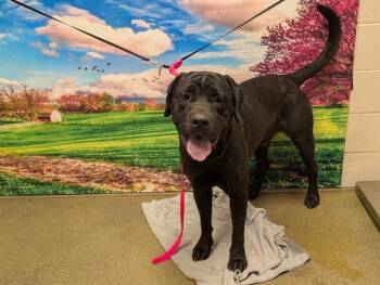 A554188 -  Labrador Retriever and Mixed Breed Dog for Adoption in Moreno Valley, California - A554188 | PetCurious