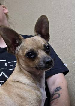 Chihuahua Dogs Available for Adoption - Precious | PetCurious