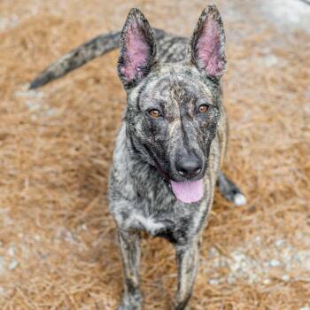 Terra -  Pharaoh Hound Dog for Adoption in Hilton Head Island, South Carolina - Terra | PetCurious