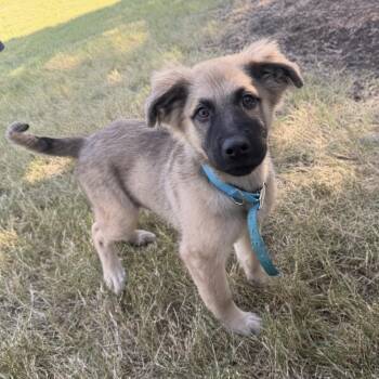 Denise -  Shepherd Dog for Adoption in Pilot Point, Texas - Denise | PetCurious