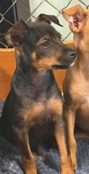Rafiki -  Mixed Breed Dog for Adoption in Dorr, Michigan - Rafiki | PetCurious