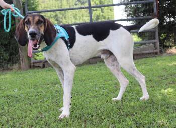 Henry -  Treeing Walker Coonhound Dog for Adoption in Winchester, Tennessee - Henry | PetCurious