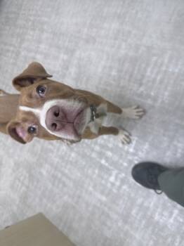 Rescue Terrier and Mixed Breed Dogs for Adoption in Gastonia, North Carolina - 59757660 | PetCurious