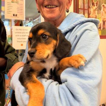 Bernard -  Beagle and Border Collie Dog for Adoption in Park Falls, Wisconsin - Bernard | PetCurious
