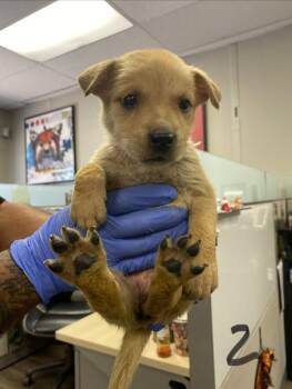 Shepherd Dogs Available for Adoption in Victorville, California - Eleanor | PetCurious