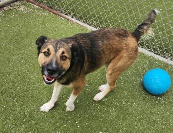 Zayda -  Mixed Breed and Australian Shepherd Dog for Adoption in Austin, Texas - Zayda | PetCurious
