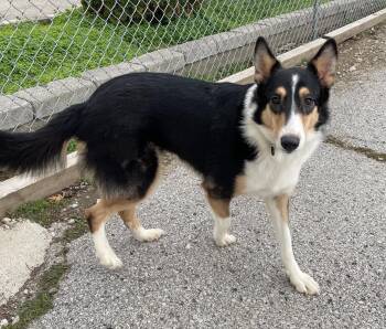 Rescue Border Collie Dogs for Adoption in Hartford, Kentucky - Summer | PetCurious