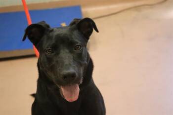 Rescue Mixed Breed Dogs for Adoption in Columbia, South Carolina - CAROLINA | PetCurious