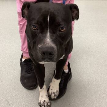 Rescue Pit Bull Terrier Dogs for Adoption in Abilene, Texas - Tux | PetCurious