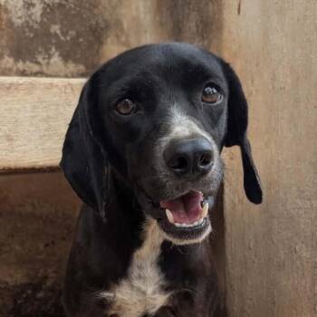 Michelle (20261012-04) -  Mixed Breed and Labrador Retriever Dog for Adoption in Niagara Falls, Ontario - Michelle (20261012-04) | PetCurious