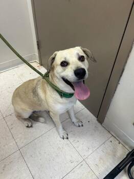 Luna -  Pit Bull Terrier and Labrador Retriever Dog for Adoption in New Cumberland, West Virginia - Luna | PetCurious