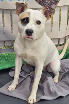 Patch -  Mixed Breed Dog for Adoption in Huntsville, Alabama - Patch | PetCurious