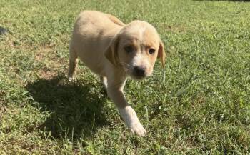 Bella -  Labrador Retriever Dog for Adoption in Vicksburg, Mississippi - Bella | PetCurious