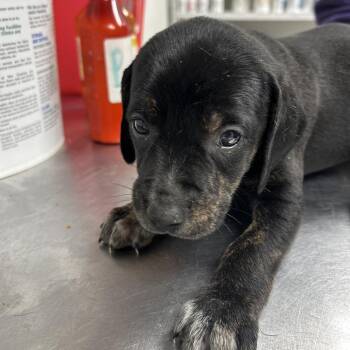 Hound Dogs Available for Adoption in Parrish, Alabama - Kim | PetCurious