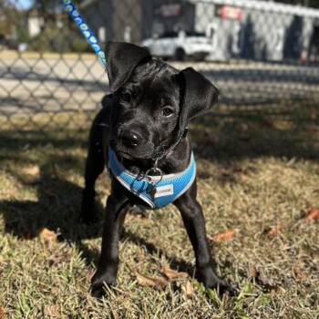 Rescue Terrier Dogs for Adoption in Columbia, South Carolina - Toga | PetCurious