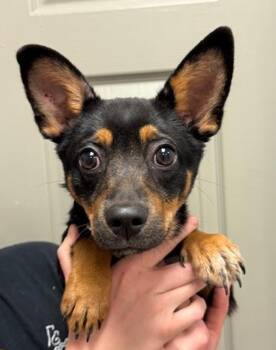 Chihuahua and Terrier Dogs Available for Adoption in Littleton, Colorado - Stitch | PetCurious