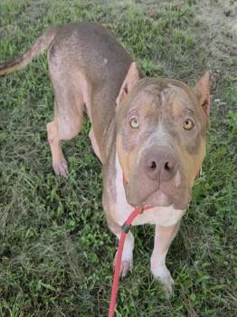 LION -  American Staffordshire Terrier Dog for Adoption in Fort Lauderdale, Florida - LION | PetCurious