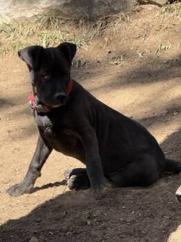 Labrador Retriever and Pit Bull Terrier Dogs Available for Adoption in Aurora, Colorado - Licorice | PetCurious