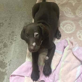 IVHS-Stray-142627 -  Chocolate Labrador Retriever Dog for Adoption in San Gabriel, California - IVHS-Stray-142627 | PetCurious