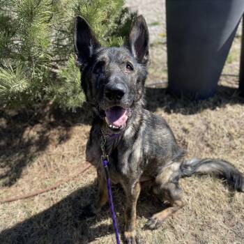 German Shepherd Dog Dogs Available for Adoption in Cheyenne, Wyoming - Alex | PetCurious