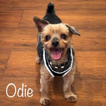 Odie -  Yorkshire Terrier Dog for Adoption - Odie | PetCurious