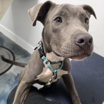 Maui -  Pit Bull Terrier Dog for Adoption in Hollywood, Florida - Maui | PetCurious